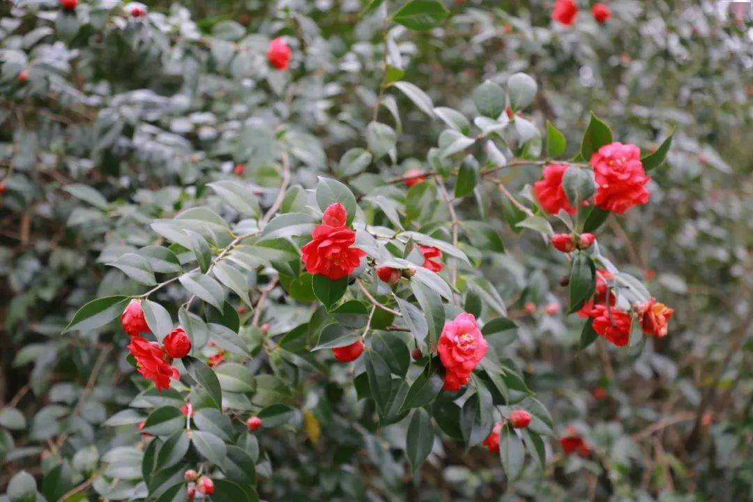 春之邀·花 快去南湖公园邂逅美丽的山茶花