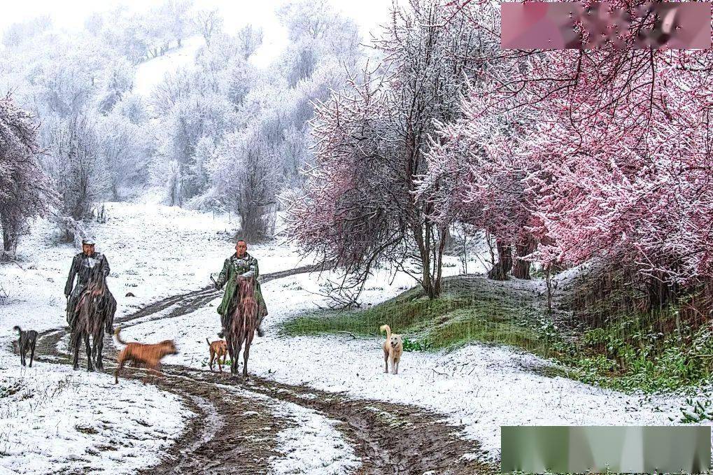 2024小车游系列 春满天山—赛里木湖 伊犁杏花7日_门票_全程_费用