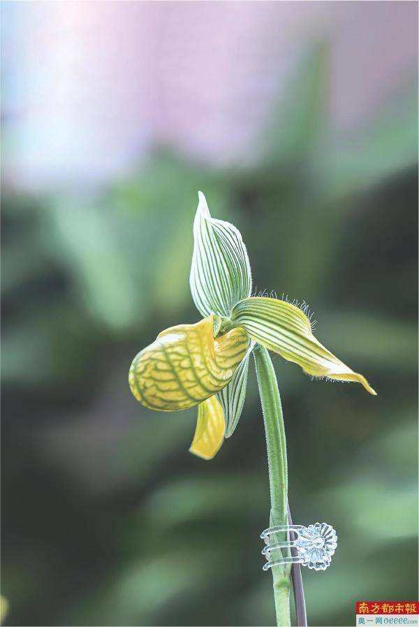 兰之猗猗 扬扬其香_华南_兰花展_国家