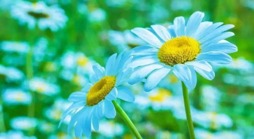 睡前喷一喷._薰衣草_身体_老人