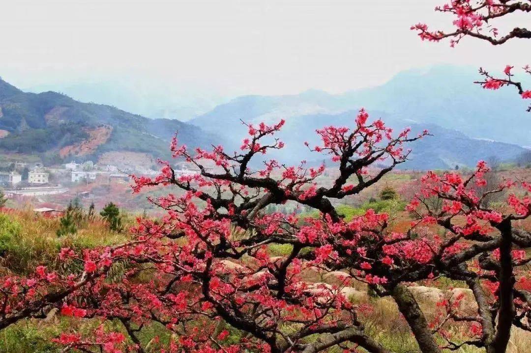 与微风桃花盛开之时,漫山遍野一片绯红每年2,3月连平县上坪镇中村村十