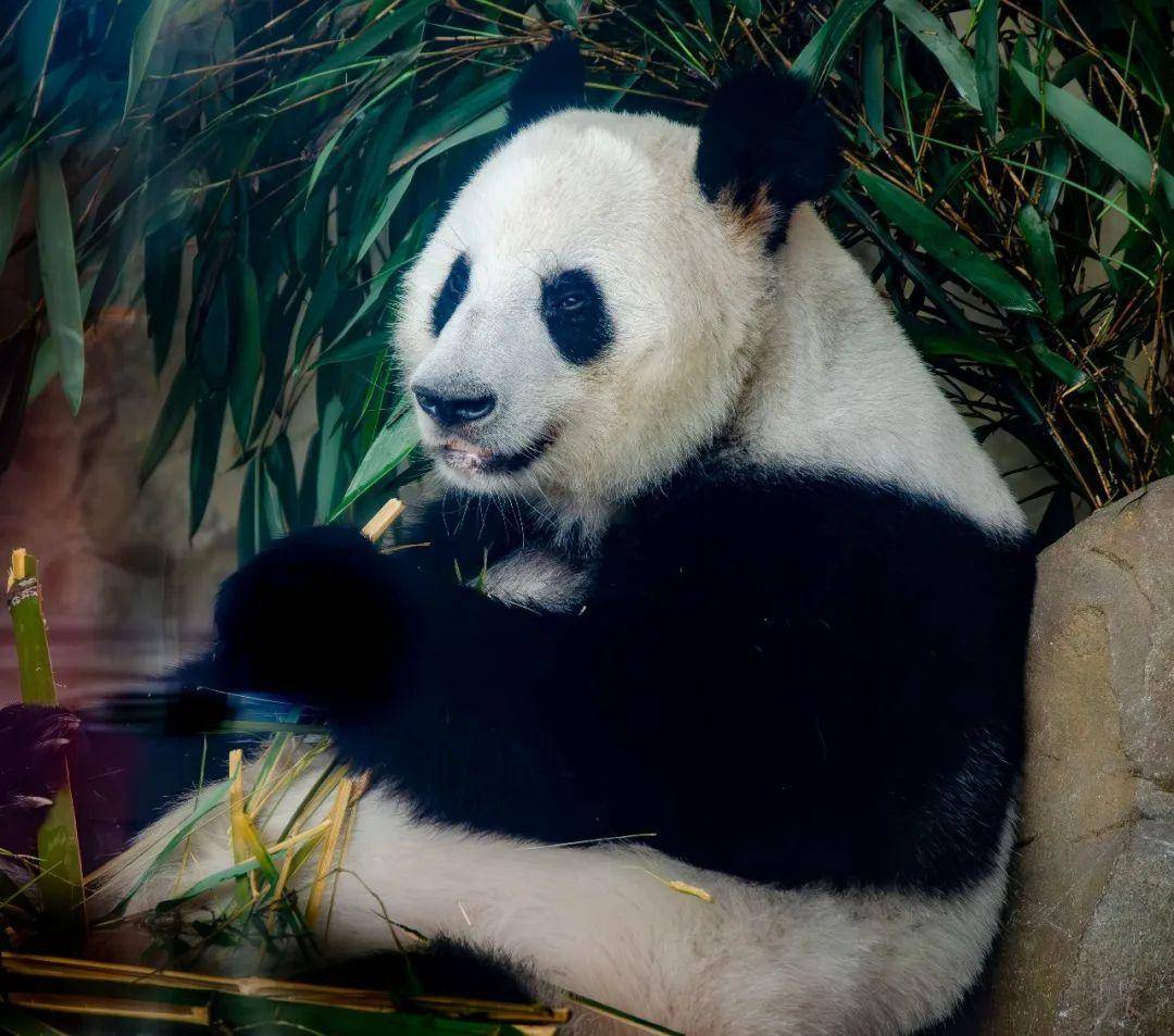 每周一只猫|"功夫熊猫":大熊猫"功仔"_繁育_研究_成都