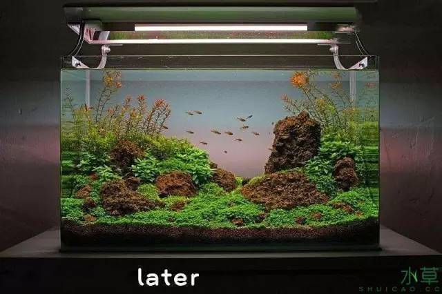 21步完成开缸,精确指导草缸小白入坑_水草_种植_造景