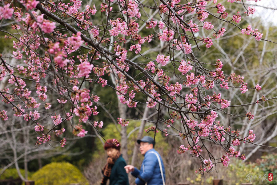 春光明媚,顾村公园早樱迎春绽放