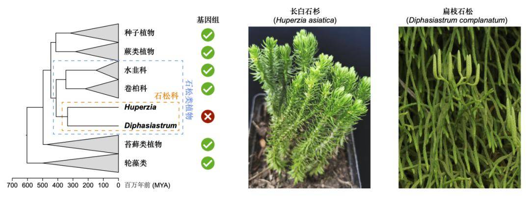 pnas|基因组所王丽课题组在植物进化基因组学领域的
