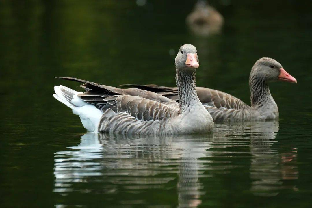 goose是"鹅",step是"步伐",那"goose step"是什么意思?_the_golden_to