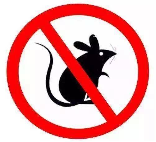 【健康宣教】一起行动,春季灭鼠正当时_老鼠_检查_缝隙