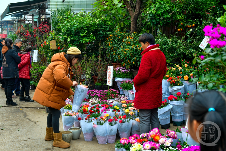 2月25日,南岸区南湖路花市,商家们将五颜六色的花卉,盆栽摆放在显眼的