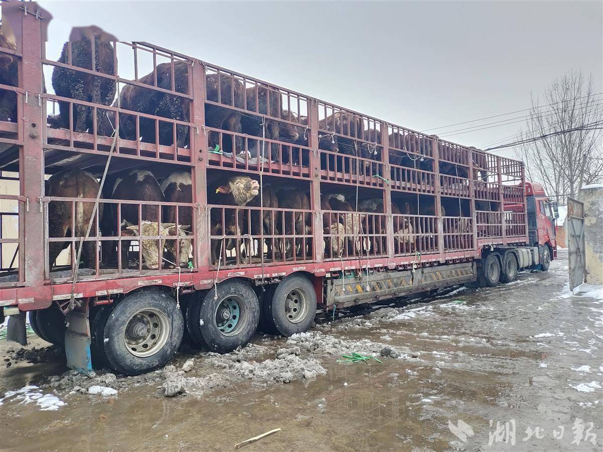 冰雪挡不住保供人!湖北省粮油进出口集团多措并举丰富市民"菜篮子"