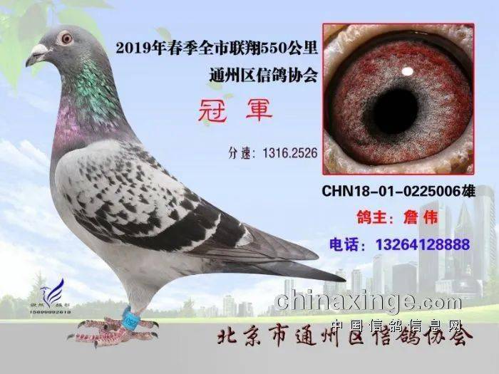 「专访」赢冠军飞梦幻 北京胜源赛鸽詹伟的养鸽经_鸽子_过程_状态