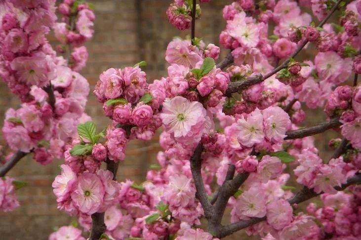 梅垂枝梅榆叶梅美人梅蜡梅珍珠梅洒金梅玉蝶梅绿萼梅照水梅大红梅红梅