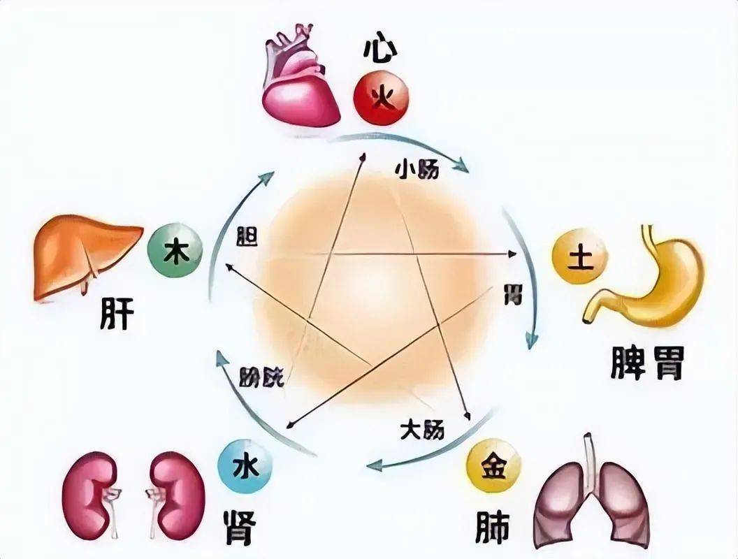 肝在五行属木,脾是土.