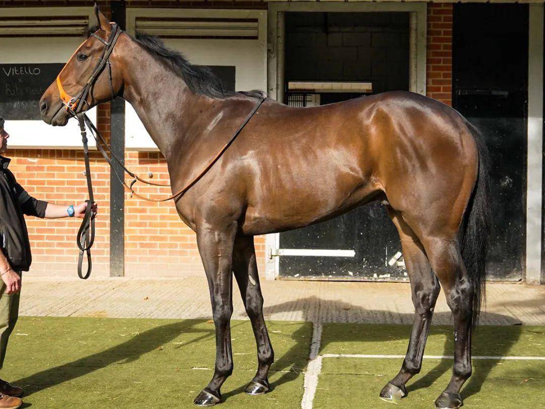 编号17的3岁英国马(下图)父系starspangledbanner,母系victorias