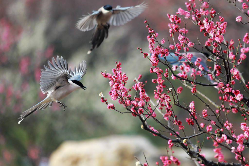 各地梅花竞相绽放 幽香四溢报春来