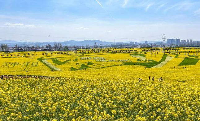 赏百万亩油菜花 2024汉中油菜花海精品线路公布_种植_环线_全长