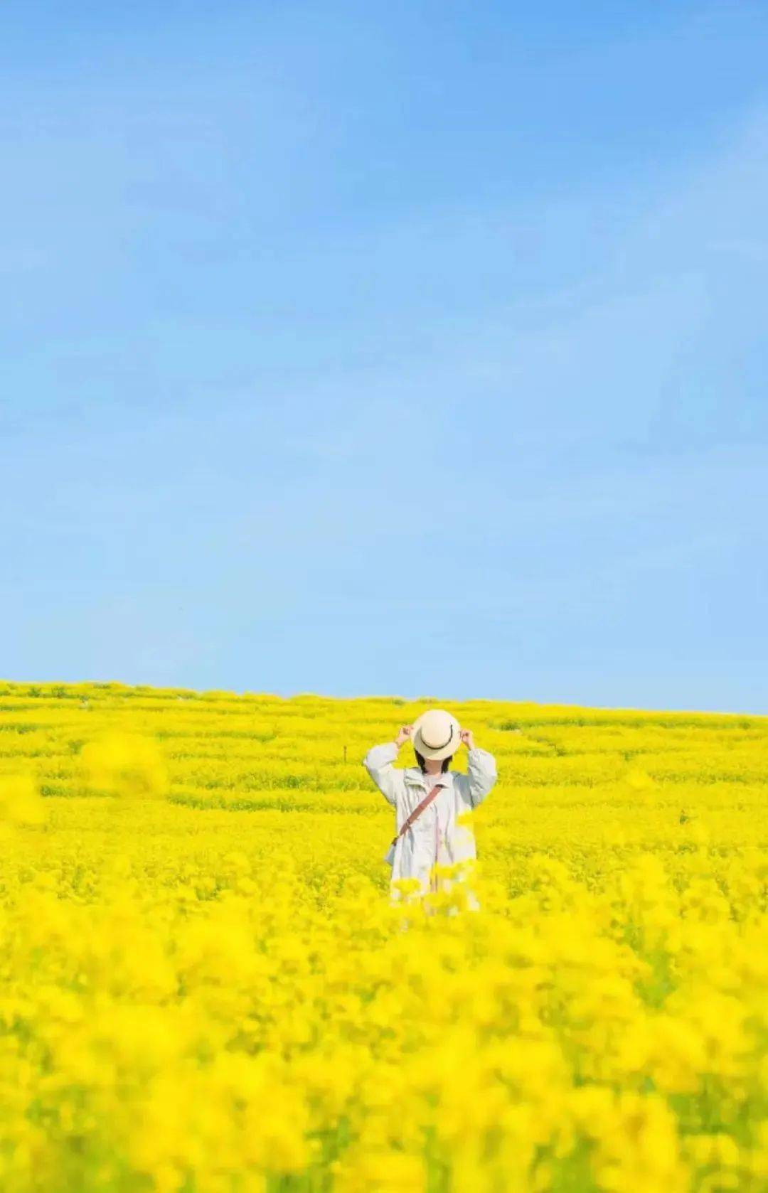 国内最早"上春山"的绝美避世小城!花海惊艳外网!_曲靖_油菜花_瀑布群