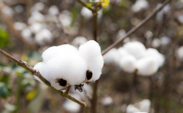 节后内外棉纱价格共振上涨 郑棉徘徊于16200-16500元之间 国内外棉价