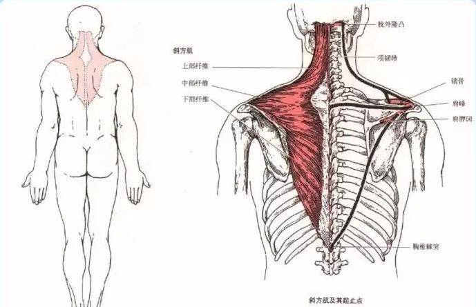 肩胛骨周围肌肉图片