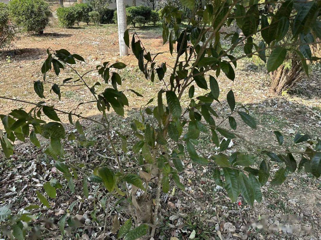 茶葉研究所裡刷花_茶樹_地方_結果