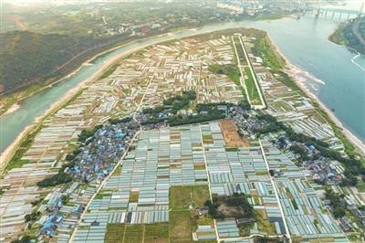 连日来,巴南区莲花街道大中村的村民在田间地头忙碌地开展春耕春播