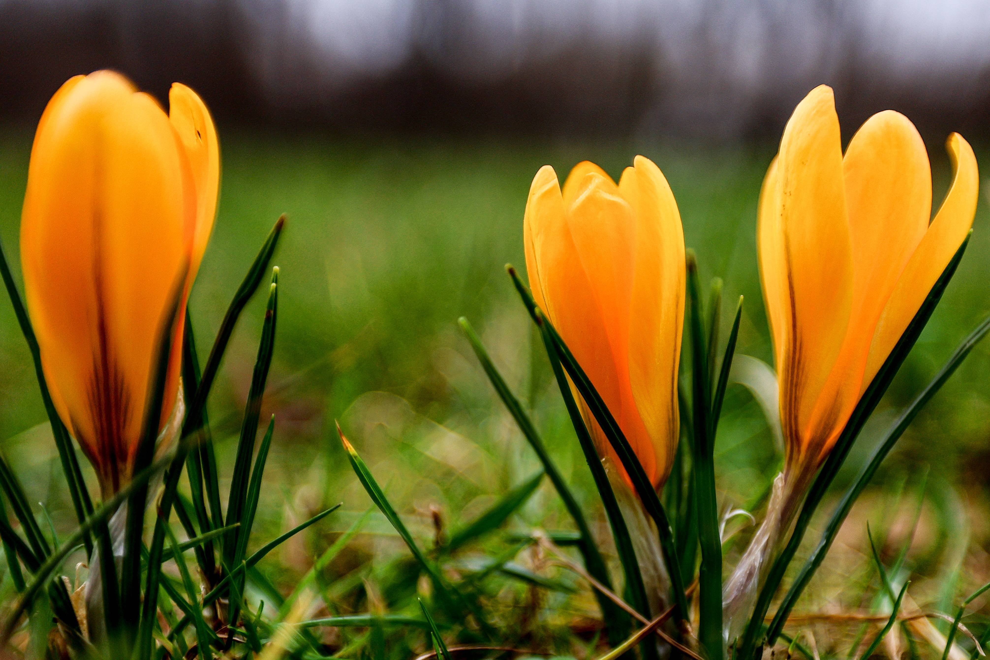 柏林:番红花开_新华社_德国_公园