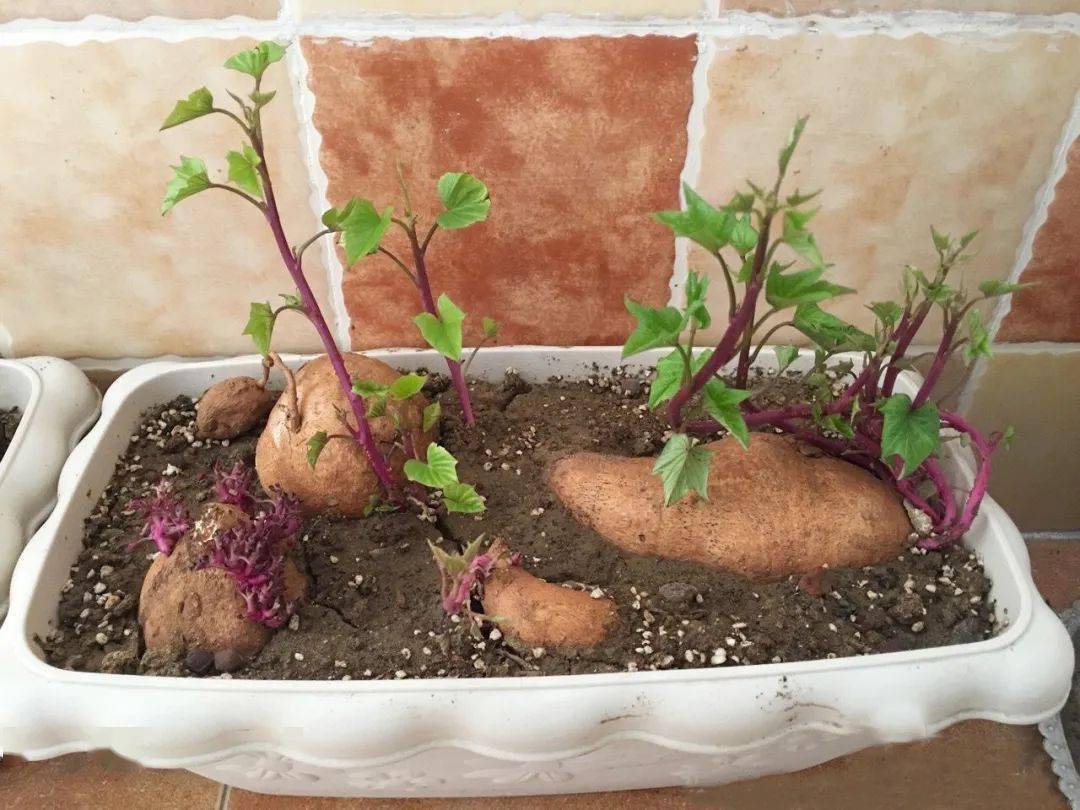 台友会_种植_盆栽