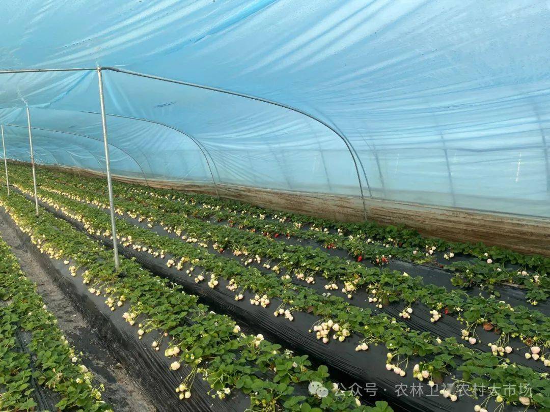 明日剧透|"莓"好季节 特色草莓已"出圈"_种植_技术_品种