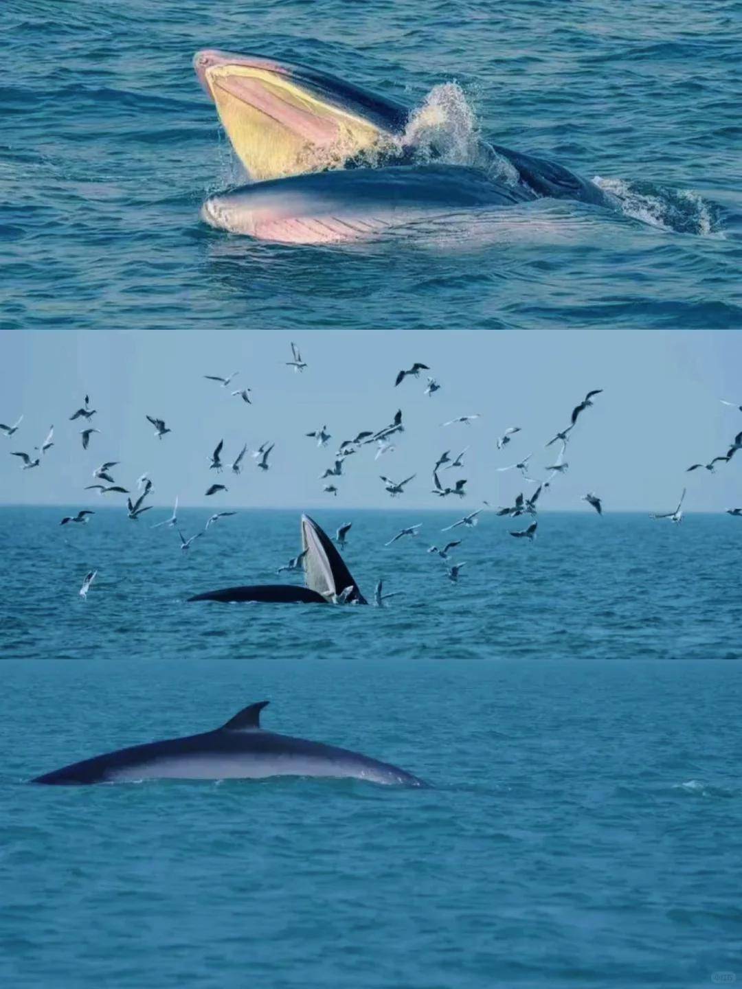 所以能在中国海域实现稳定的近海观鲸真的太难得了,并且还是能看到