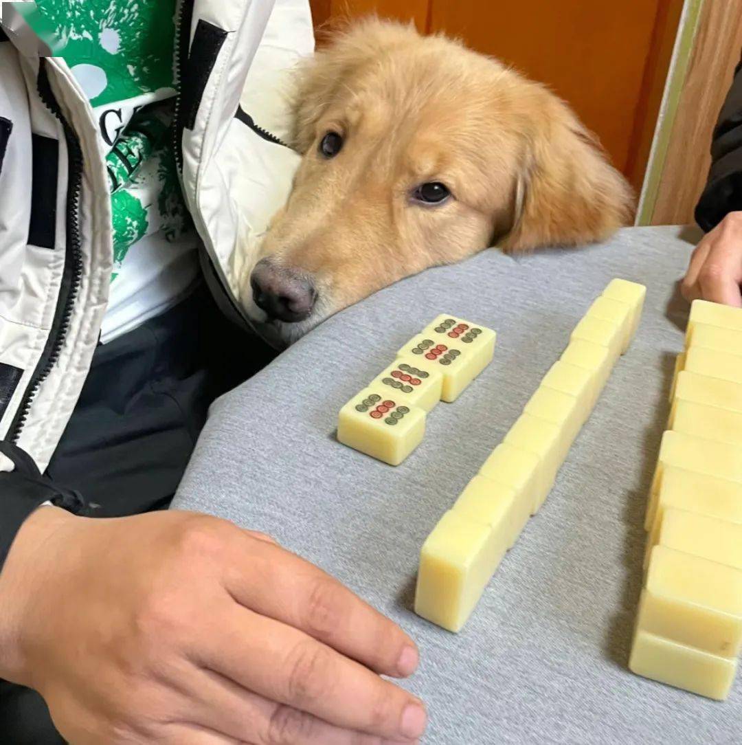 带大金毛一起打麻将却一直输,网友怀疑小狗克他.狗子:菜还不让说!