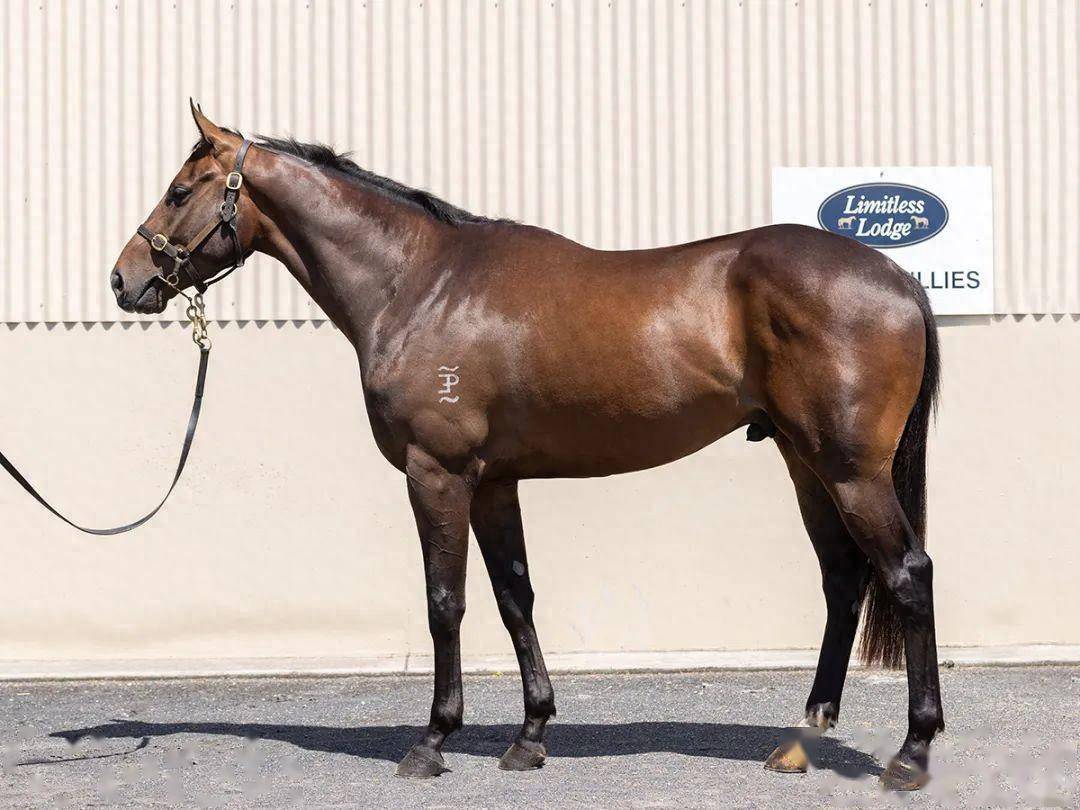 3月9日上午,一批从世界多地网罗而来的纯血马将在沙田马场试跑示范,3