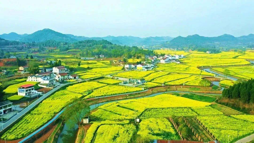 油菜花种植生产基地活动地点:遂宁市圣平岛活动时间:3月2日-3月10日给