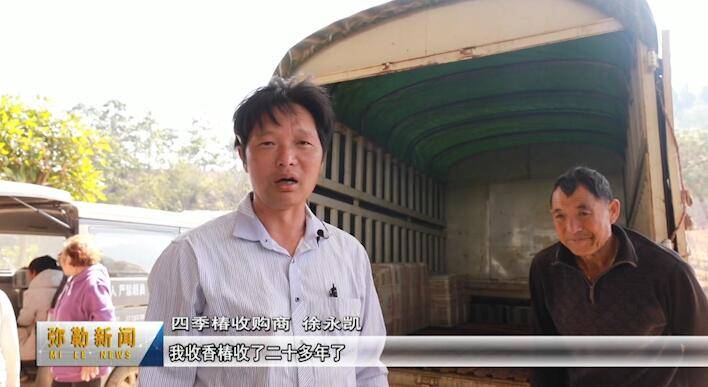 弥勒市竹园镇:"椿"意盎然 香椿产业助农增收_种植_四季_绿水