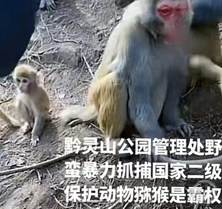 贵州林业局通报_种群_数量_贵阳