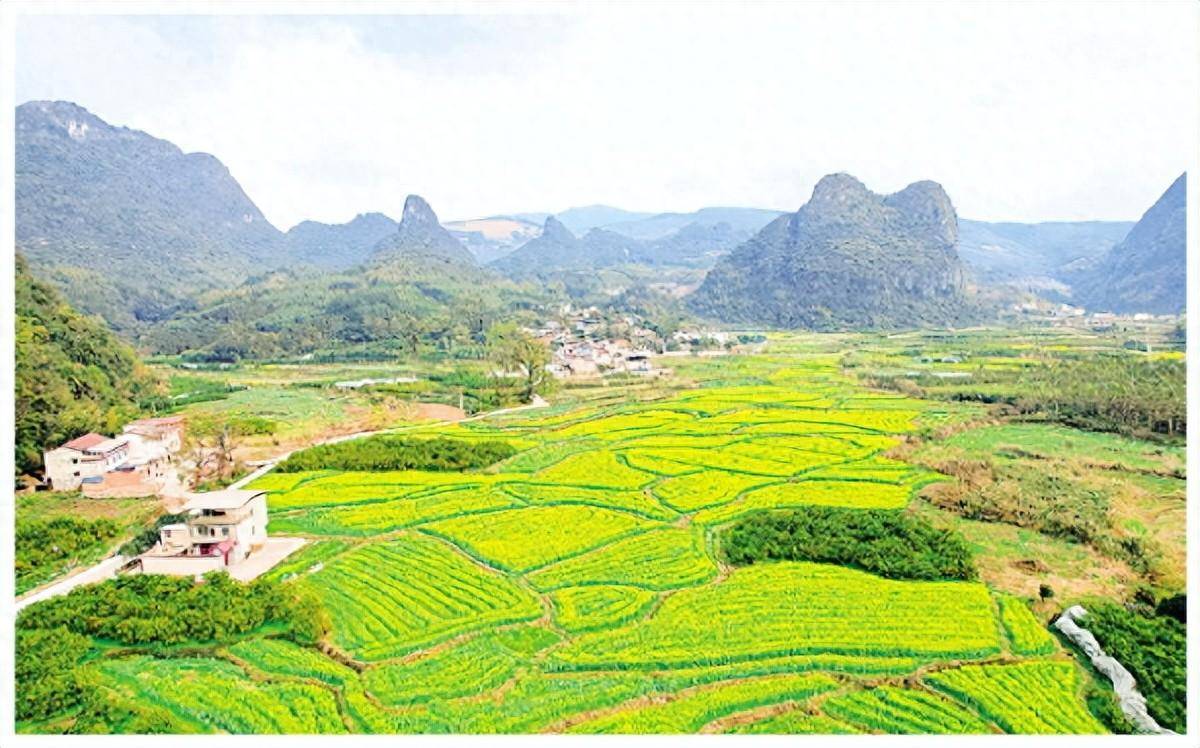 永福罗锦镇:百亩油菜花开引客来_金福村_土地_流转