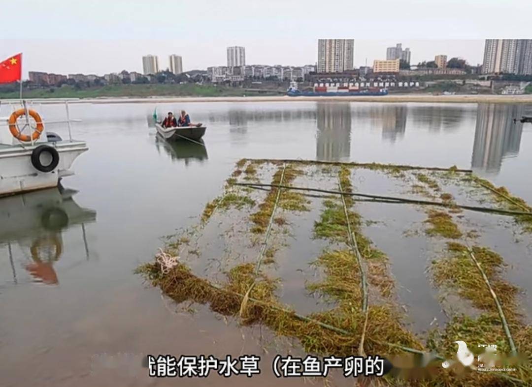 这种人工鱼巢方式不仅比鱼类的增殖放流要节约成本