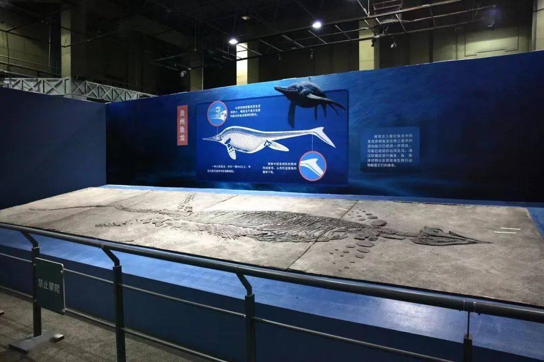 一层阳光厅展览票价:20元/人作者:刘爽(国家自然博物馆地球科学部)