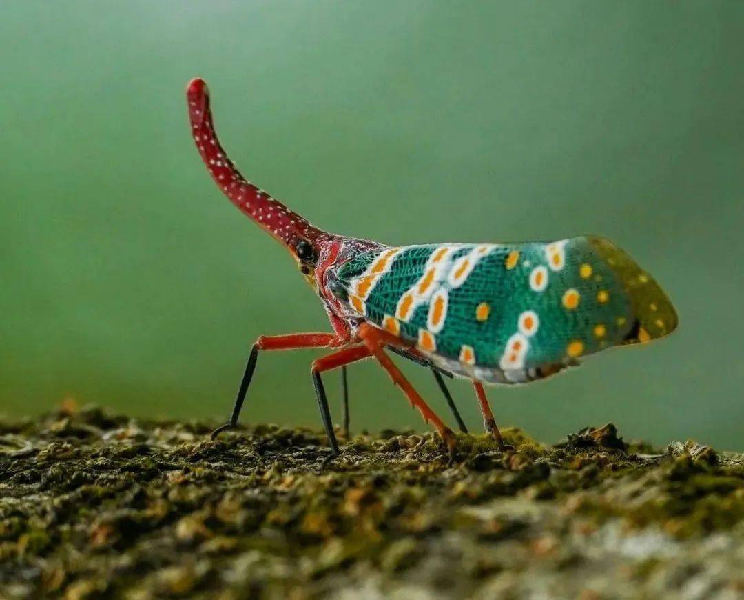 很多昆虫的俗名中都有"鸡"字,比如斑衣蜡蝉的俗名叫樗鸡,纺织娘的俗名