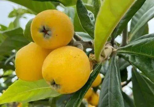 上海市果品行业协会带大家看特色水果众多的江苏