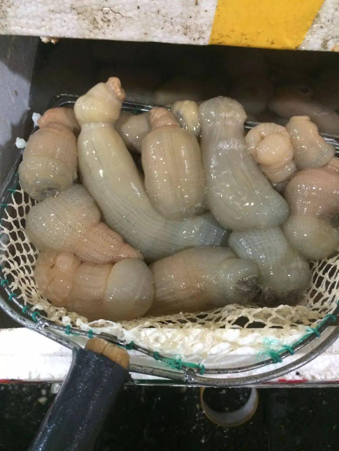 世界顶级"壮阳"海鲜大赏_海参_鲍鱼_食用