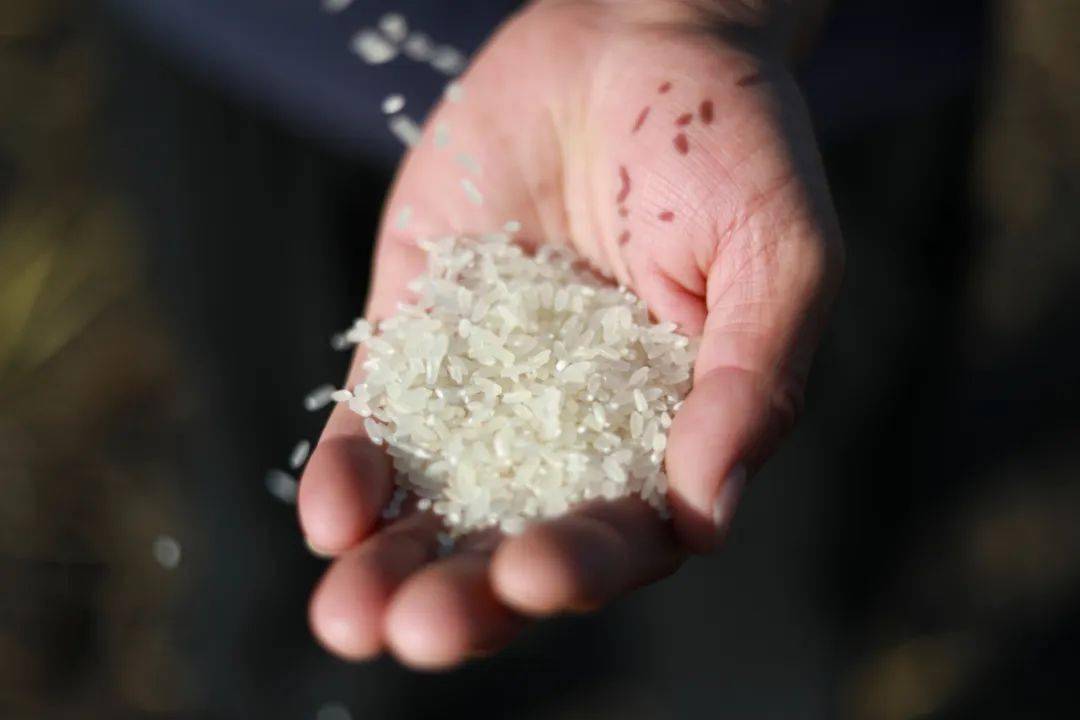 专家教你这2招,百试百灵!_米虫_谷粒_防控