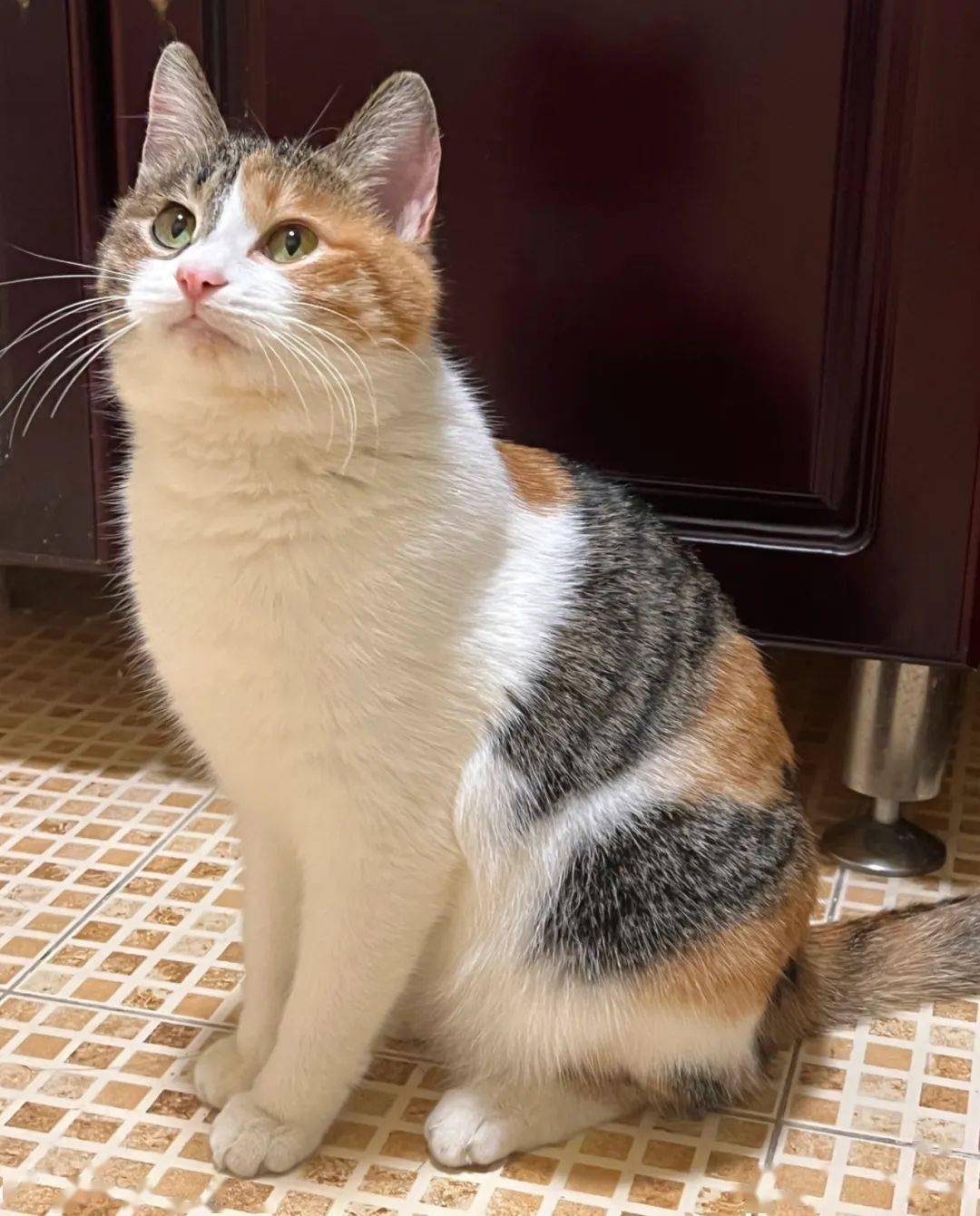 养了9年的三花,被确诊为彩狸,网友:刘亦菲变精神小妹?