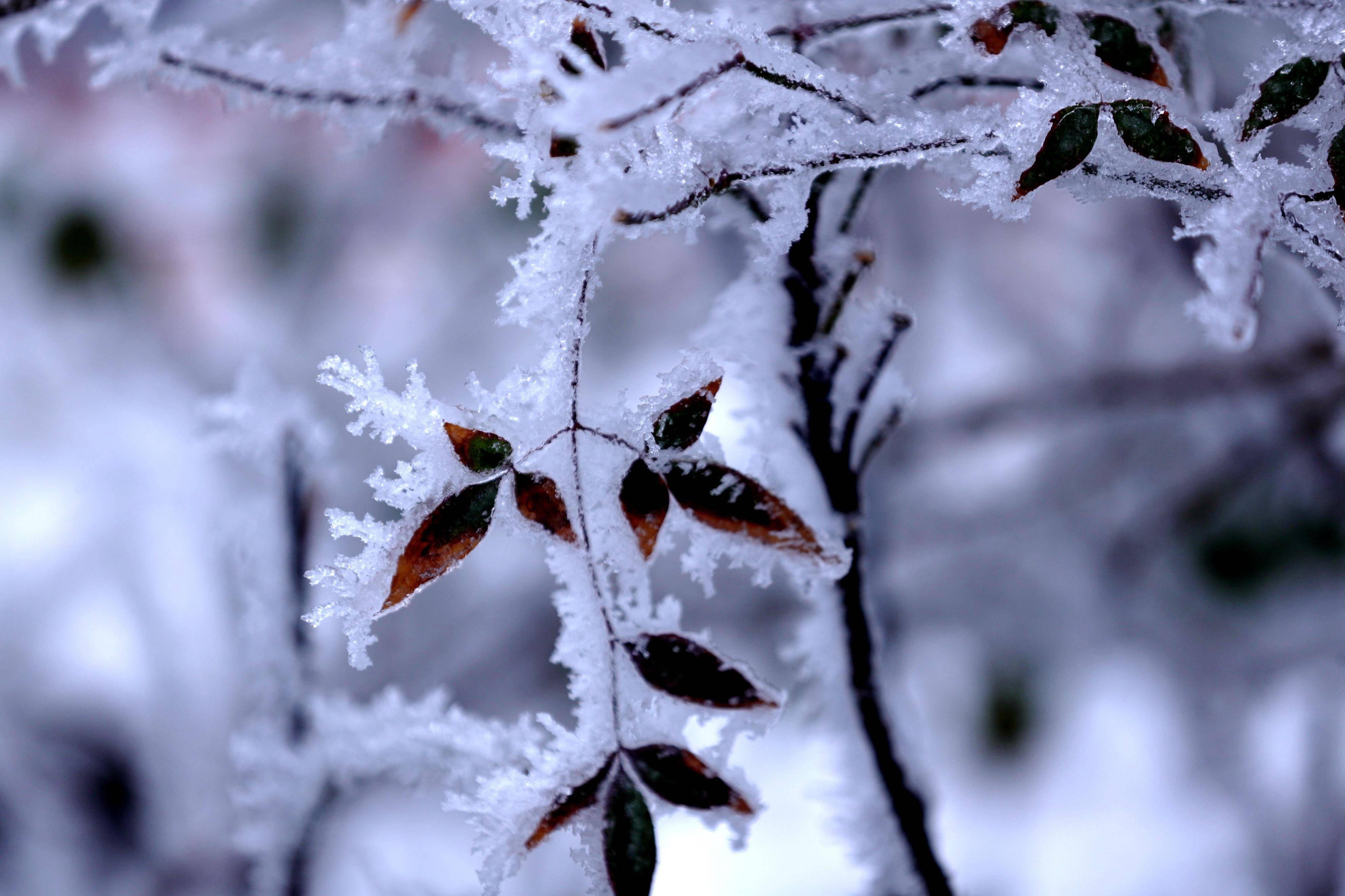 梅岭雪景最新图片