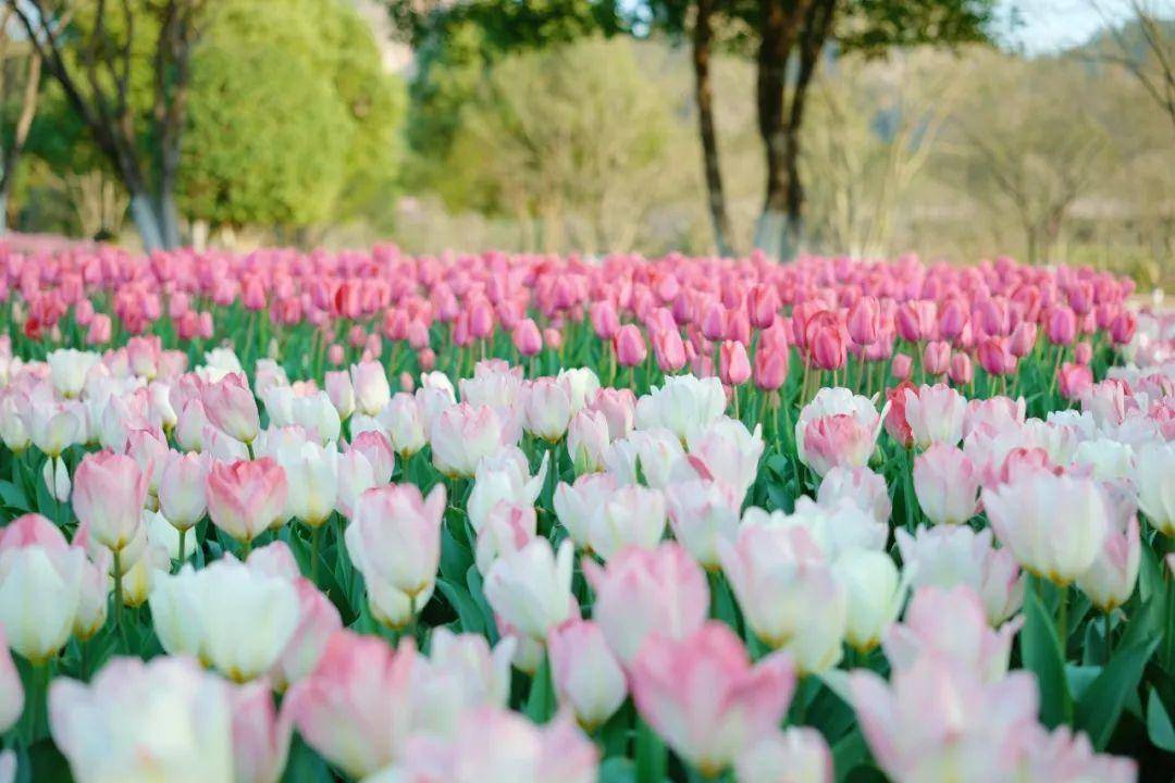 涟漪当一阵春风吹起鹰潭龙虎山 · 郁金香堪称一场春日赏花盛宴凤凰沟