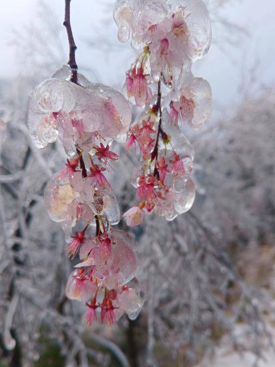 东阳多地挂上冰凌!满树银装,美成童话世界!_冰雪_林栖_岁月