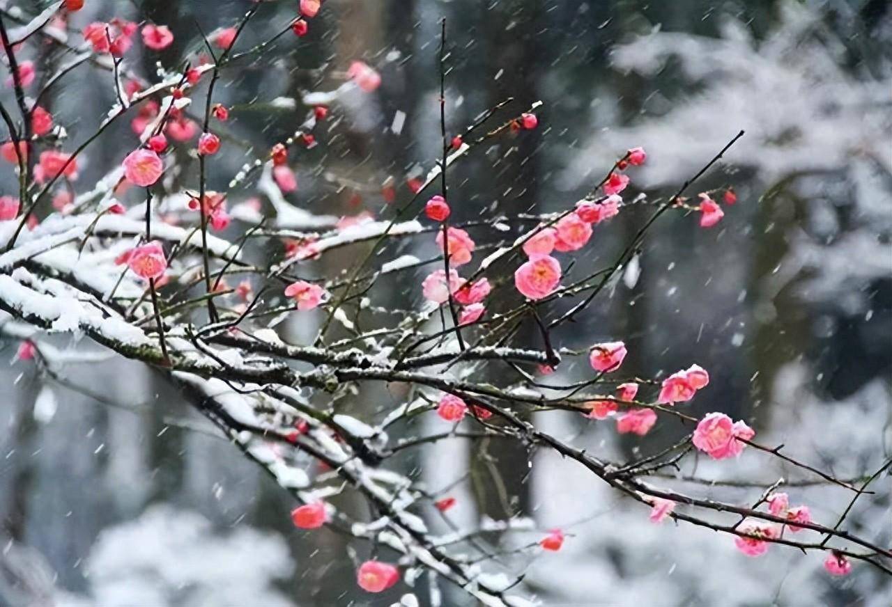 一剪梅雪中图片图片