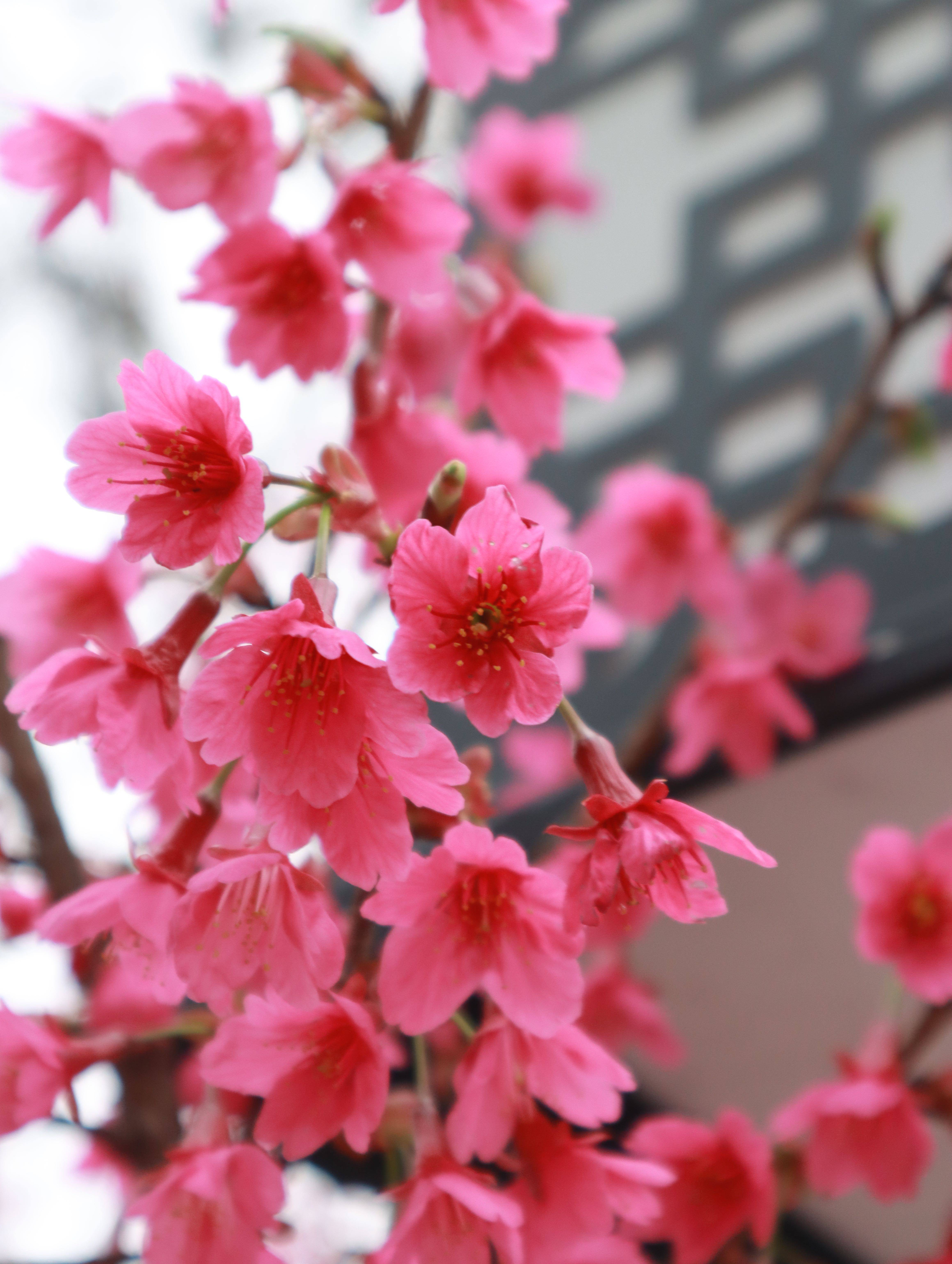 樱花什么时候开花季节图片