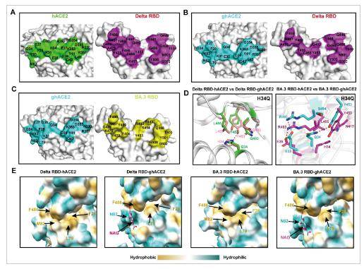 科研进展 | 山西农业大学牛胜团队在冠状病毒跨种传