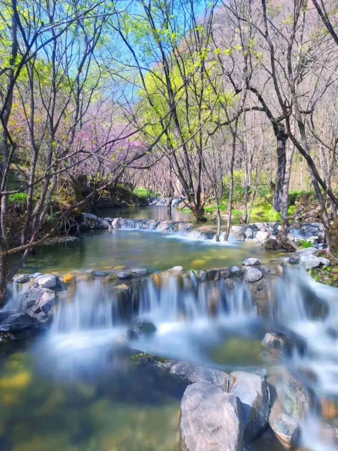 在商洛·看见美丽中国 | 上春山,赏春景(一)_秦岭_高达_春色