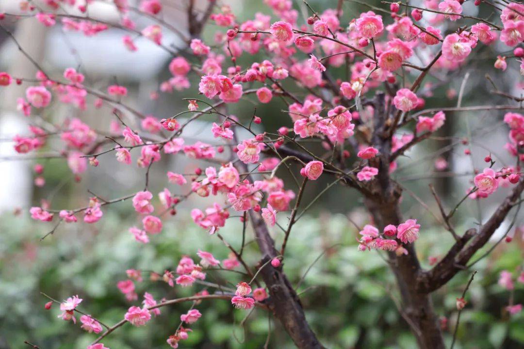 在嘉定的春光里,邂逅一场"梅花雨"_花间_粉色_红梅