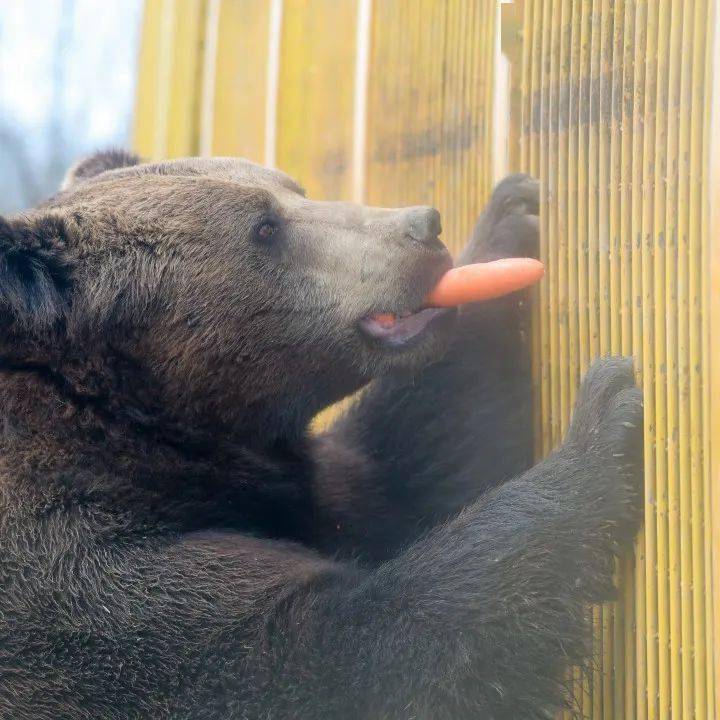 泡在水里对着苹果发射塔,时刻准备好浑水摸鱼,也有两个喜欢拦路抢劫